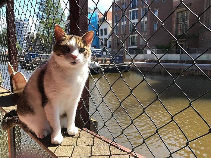 ABRIGO DE GATOS FLUTUANTE  ATRAO TURSTICA EM AMSTERD